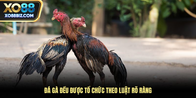 Đá gà đều được tổ chức theo luật rõ ràng