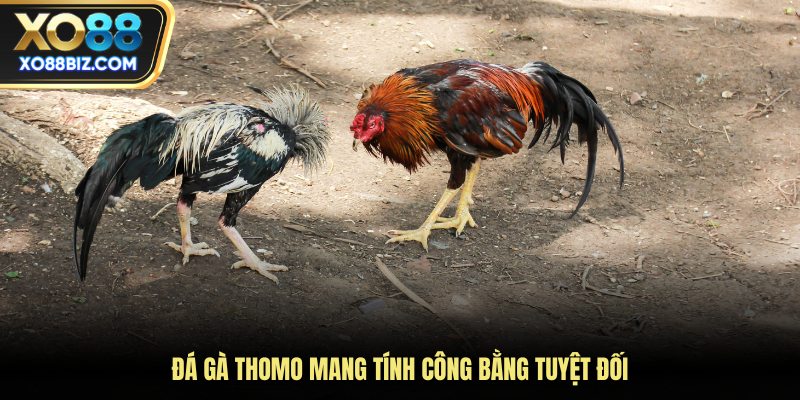 Đá gà Thomo mang tính công bằng tuyệt đối