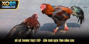 Đá gà Thomo trực tiếp