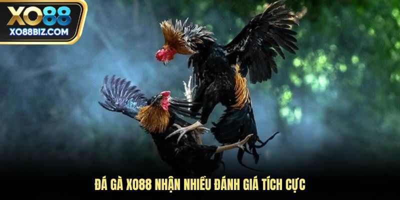 Đá gà XO88 nhận nhiều đánh giá tích cực