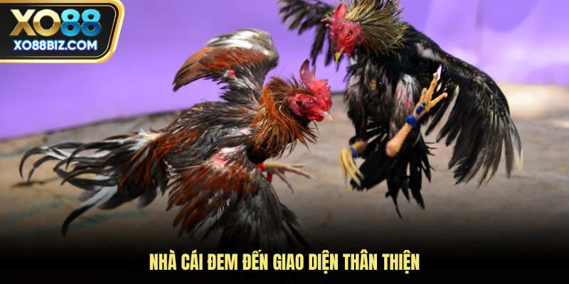 Nhà cái đem đến giao diện thân thiện