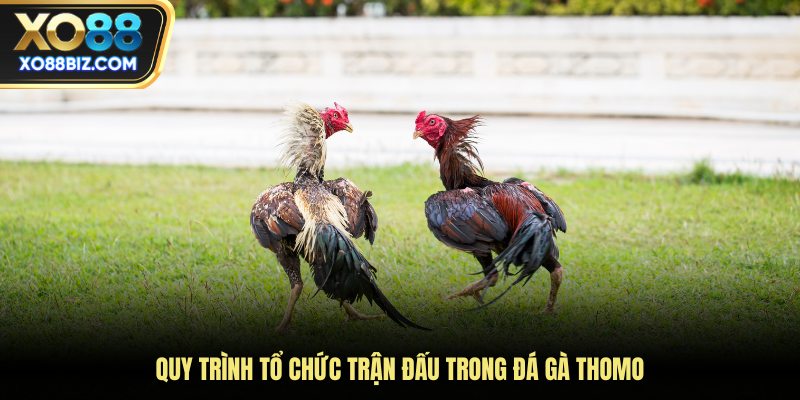 Quy trình tổ chức trận đấu trong đá gà Thomo