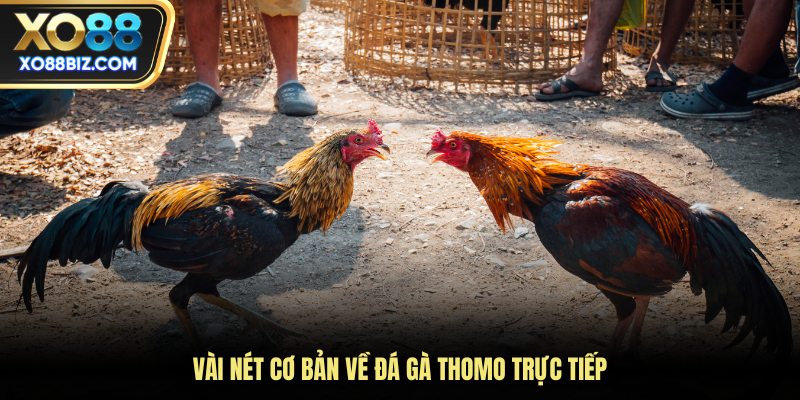Vài nét cơ bản về đá gà Thomo trực tiếp